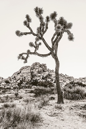20 x 30 J Tree Vista I (WNAT)