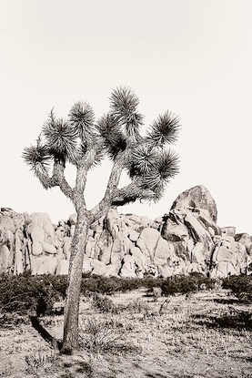 20 x 30 J Tree Vista II (WNAT)