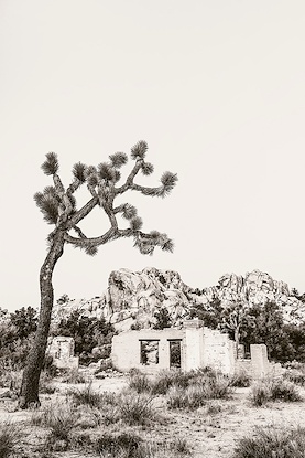 20 x 30 J Tree Vista III (WNAT)