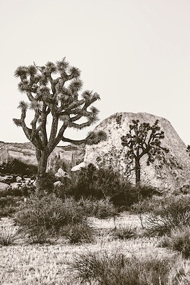 20 x 30 J Tree Vista IV (WNAT)