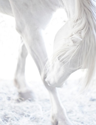 47 x 61 Horse White (WNAT)