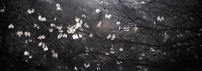 68 x 24 Midway Seed Pods (PX)