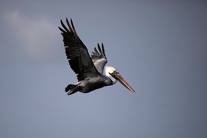 60 x 40 Pelican Glide (MT)