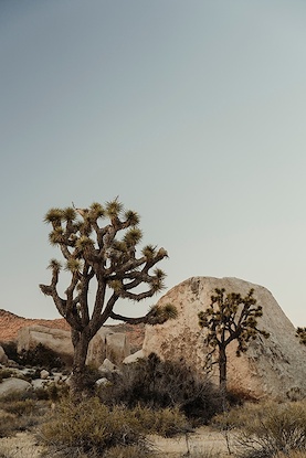 24 x 36 Desert Sentinels I (MT)