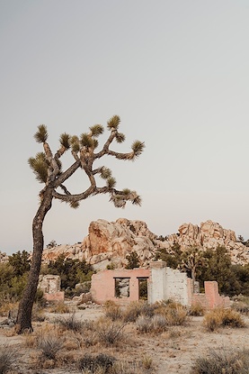 24 x 36 Desert Sentinels II (MT)
