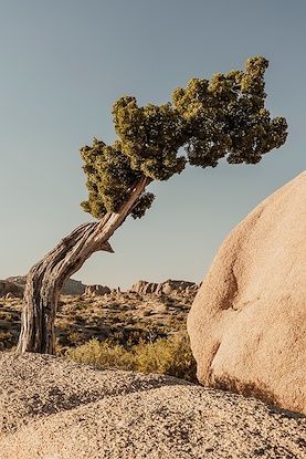 30 x 45 Tree Formations I (IBG)