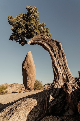 30 x 45 Tree Formations II (IBG)