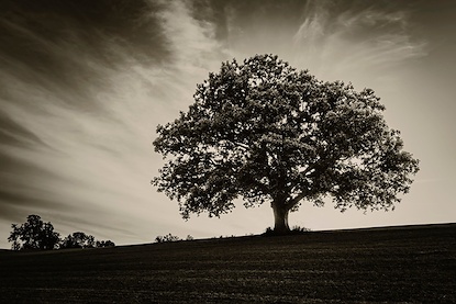60 x 40 Distant Tree (FC)