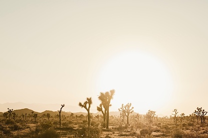60 x 40 Joshua Tree Desert I (WNAT)