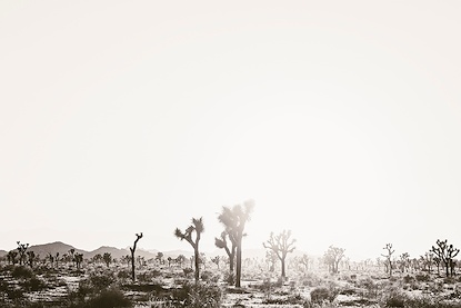 60 x 40 Joshua Tree Desert II (WNAT)