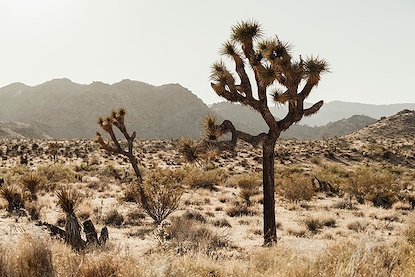 45 x 30 Lightfall in the Mojave I (FC)