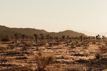 45 x 30 Lightfall in the Mojave IV (FC)