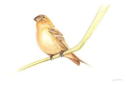 22 X 15 Bird on a Twig II* (OG)