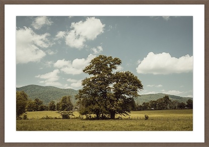 34 x 24 A Canopy for the Afternoon II (GF)