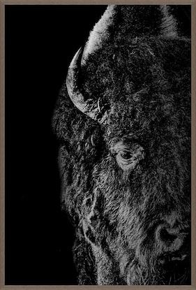 41.5 x 61.5 Bison Presence Black in White (MABA-EP)