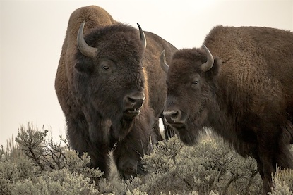 60 x 40 Bison Paired (WNAT)