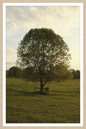 24 x 36 Lone Tree (GF)