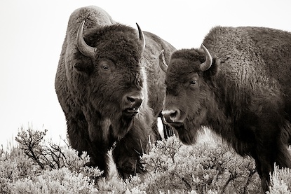60 x 40 Bison Paired (FC)