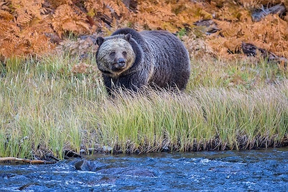 45 x 30 Obsidian Bear on the River (FC)