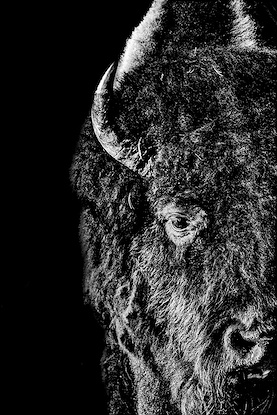 30 x 45 Bison Presence (FC)