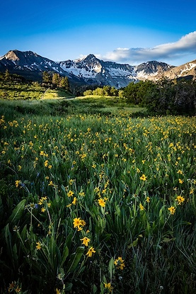 40 x 60 Snow Capped Yellow Fields (FC)