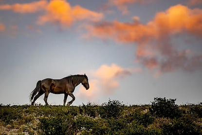 45 x 30 Sunset Stallion (FC)