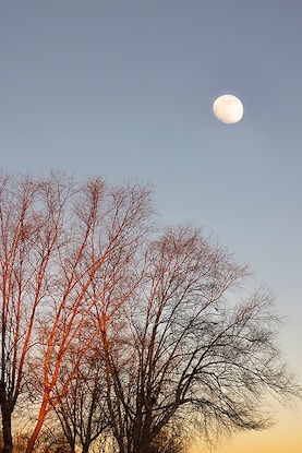 30 x 45 Moonlit Stillness (FC)