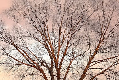 45 x 30 Branches in Bronze Light (FC)