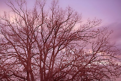 45 x 30 Lavender Skies (FC)