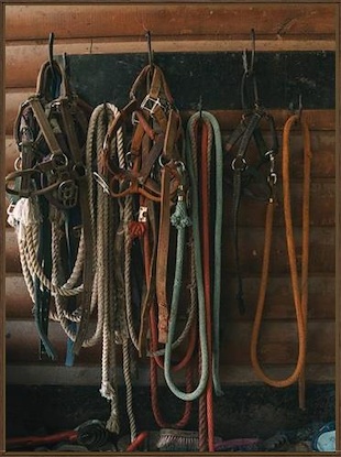 20 x 27 Horse Reins (FC)