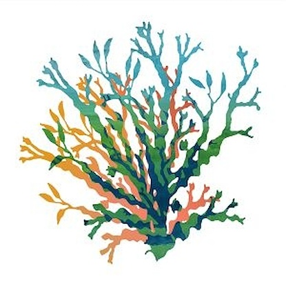 24 x 24 Summer Coral II (LN)