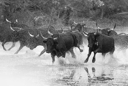 73.25 x 49.25 The Running of Bulls (MABA)