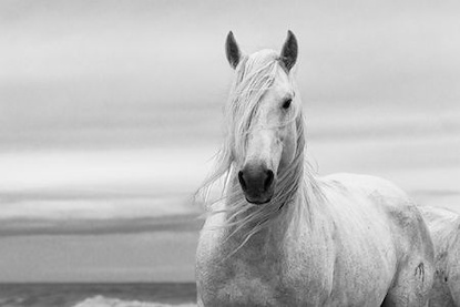 60 x 40 The Noble Horse (LN)