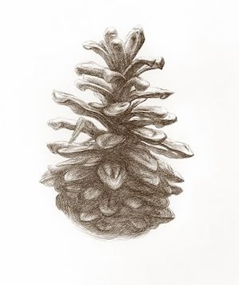 20 x 24 A Pinecone's Patterns II (LN)