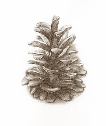 20 x 24 A Pinecone's Patterns I (LN)