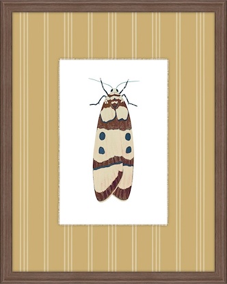20 x 25 Insectopia II (GF)