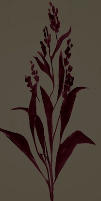 30 x 60 Lilty Maroon II (LN)