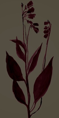 30 x 60 Lilty Maroon I (LN)