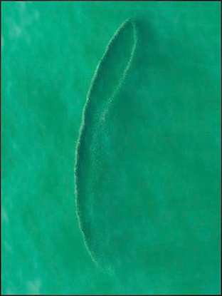 48 x 64 Oblong Baitfish School (PX)