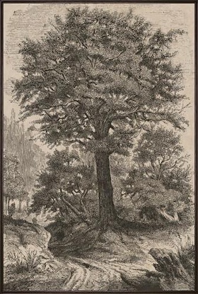 20 x 30 Timeless Roots I (LN)