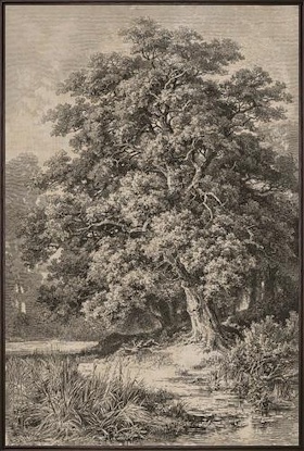 20 x 30 Timeless Roots II (LN)