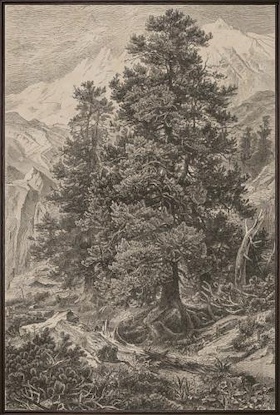 20 x 30 Timeless Roots III (LN)