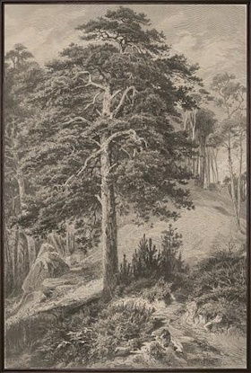 20 x 30 Timeless Roots VI (LN)