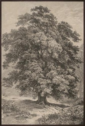 20 x 30 Timeless Roots VII (LN)