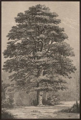 20 x 30 Timeless Roots V (LN)