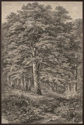 20 x 30 Timeless Roots IV (LN)
