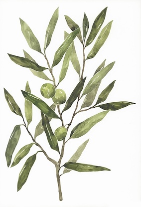 24 x 35 Olive Grove II (WNAT)