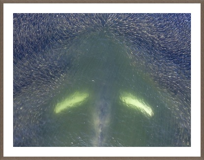 60 x 47 A Leviathan's Wake (GF)