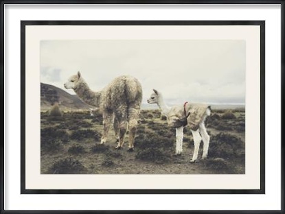 45 x 32 The Coated Cria (GF)