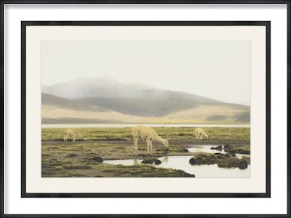 45 x 32 Grazing the Altiplano (GF)